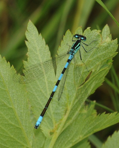 Male
8 July 2011 CO, Larimar Co.